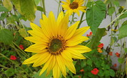 Sonnenblume, Foto: Ute Bernhardt, Lizenz: Ute Bernhardt
