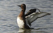 Moorente, Foto: Tom Dove, Lizenz: Tom Dove