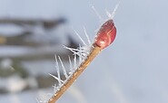 die Kraft der Knospen - Gemmotherapie, Foto: Ute Bernhardt, Lizenz: Ute Bernhardt