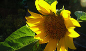 Sonnenblume, Foto: Brahmann, Lizenz: Brahmann