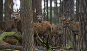 Hirsche im Wildpark, Foto: Wildpark Schorfheide, Lizenz: Wildpark Schorfheide