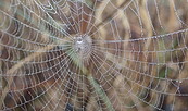 Spinnennetz, Foto: Dr. Jörg Müller, Lizenz: Heinz Sielmann Stiftung
