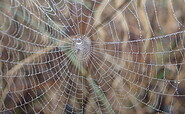 Spinnennetz, Foto: Dr. Jörg Müller, Lizenz: Heinz Sielmann Stiftung
