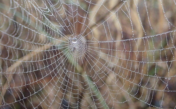 Spinnennetz, Foto: Dr. Jörg Müller, Lizenz: Heinz Sielmann Stiftung