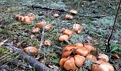 Foto: Naturwelt Lieberoser Heide