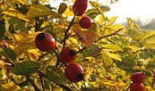 Herbststimmung mit Hagebutten, Foto: EKBO, Lizenz: EKBO