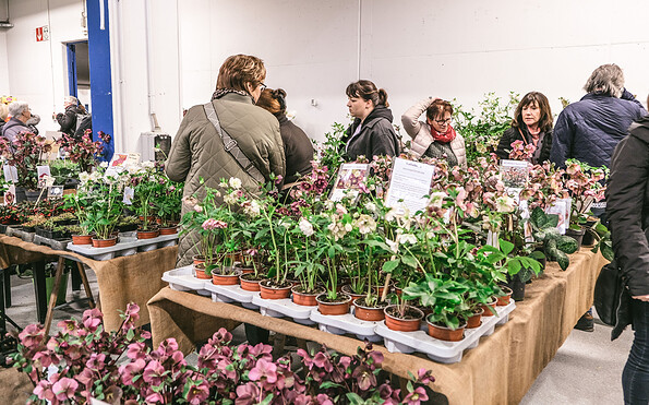 Gartenträume in der Messe Cottbus, Foto: Gartenträume B.V., Lizenz: Gartenträume B.V.
