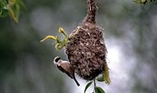 Beutelmeise, Foto: Ralf Donat, Lizenz: Heinz Sielmann Stiftung