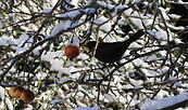 Amsel auf Futtersuche, Foto: Bansen-Wittig