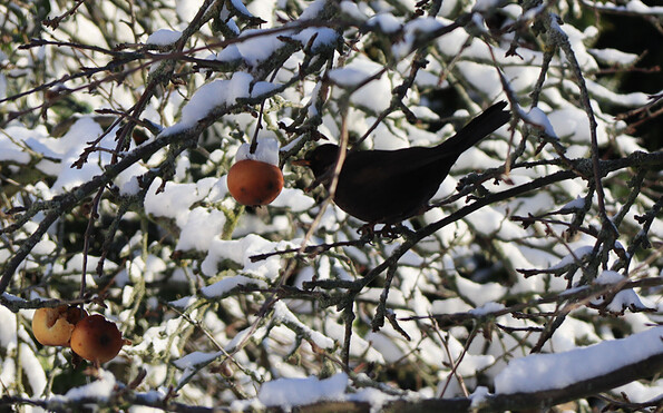 Amsel auf Futtersuche, Foto: Bansen-Wittig