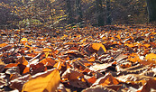 Herbstwald, Foto: Bansen-Wittig