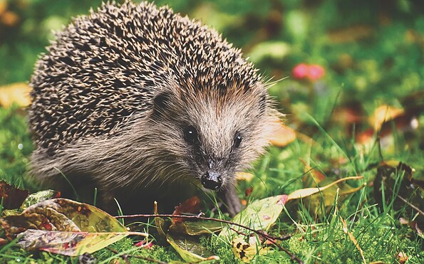 Igel, Foto: Alexa from Pixabay