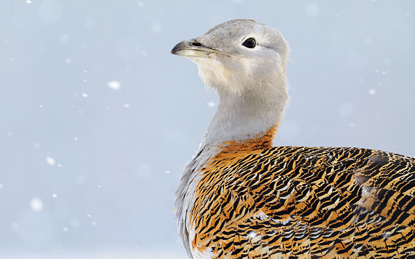 Brandenburgs Tafelsilber, Foto: Sebastian Hennigs, Lizenz: Sebastian Hennigs