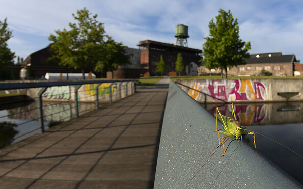 Wilder Ruhrpott, Foto: Bernd Wasiolka, Lizenz: Bernd Wasiolka