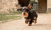 Foto-Dogwalk, Foto: Tabea Jessen, Lizenz: Tabea Jessen