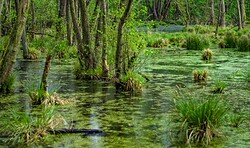 Geführte Rundwanderung am Tag der „Offenen Höfe“ durch das Naturschutzgebiet Zarth