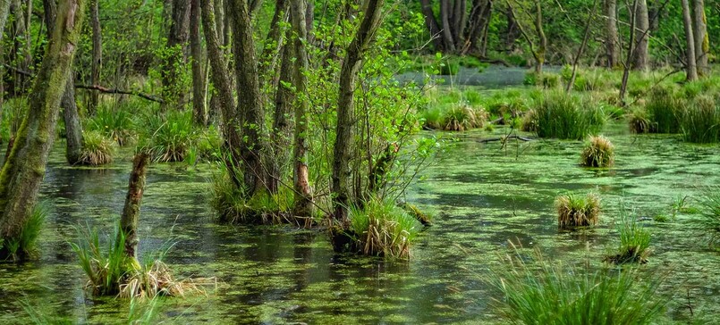 Geführte Rundwanderung am Tag der „Offenen Höfe“ durch das Naturschutzgebiet Zarth