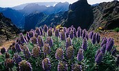 Madeira, Foto: Harald Mielke