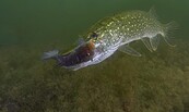 Hechtweibchen mit Schlei, Foto: Silke Oldorff, Lizenz: Naturpark Stechlin-Ruppiner Land