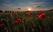 Mohnfeld im Sonnenuntergang., Foto: Michael Zauft, Lizenz: NaturSchutzFonds Brandenburg