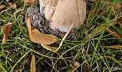 Sommersteinpilz, Foto: Karin Matussek, Lizenz: Naturpark Stechlin-Ruppiner Land