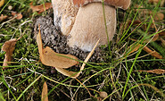 Sommersteinpilz, Foto: Karin Matussek, Lizenz: Naturpark Stechlin-Ruppiner Land