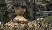 Spuren an einem Baum, Foto: Anton Lehnig, Lizenz: Naturschutzfonds Brandenburg
