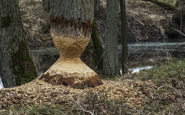 Spuren an einem Baum, Foto: Anton Lehnig, Lizenz: Naturschutzfonds Brandenburg