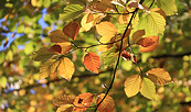 Buntes Herbstlaub, Foto: Bansen-Wittig