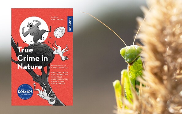True Crime in Nature, Foto: Farina Graßmann, Lizenz: Farina Graßmann