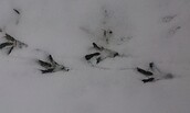 Vogelfährte, Foto: Mirjam Rederlechner, Lizenz: NaturSchutzFonds Brandenburg