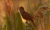 Drosselrohrsänger, Foto: Andreas Richter, Lizenz: NaturSchutzFonds Brandenburg