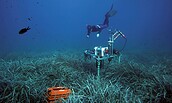 Wunderwelt Seegraswiesen, Foto: HYDRA Marine Sciences; Ulisse Cardini, Lizenz: HYDRA Marine Sciences; Ulisse Cardini