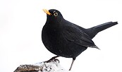 Amselmännchen im Winter, Foto: Frank Derer, Lizenz: Frank Derer