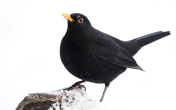 Amselmännchen im Winter, Foto: Frank Derer, Lizenz: Frank Derer
