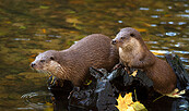 Fischotter Tierpark Kunsterspring, Foto: Marlen Gutschmidt, Lizenz: Tierpark Kunsterspring