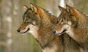 Wolf Tierpark Kunsterspring, Foto: Marlen Gutschmidt, Lizenz: Tierpark Kunsterspring