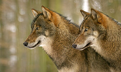 Themenführung "Der Wolf und seine Beutetiere"
