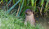 Otter, Foto:  parkstonephotography, Lizenz: pixabay