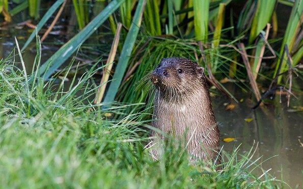 Otter, Foto:  parkstonephotography, Lizenz: pixabay