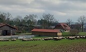 Gut Friedrichsfelde - Lehrschäferei, Foto: Jens Kath, Lizenz: Jens Kath