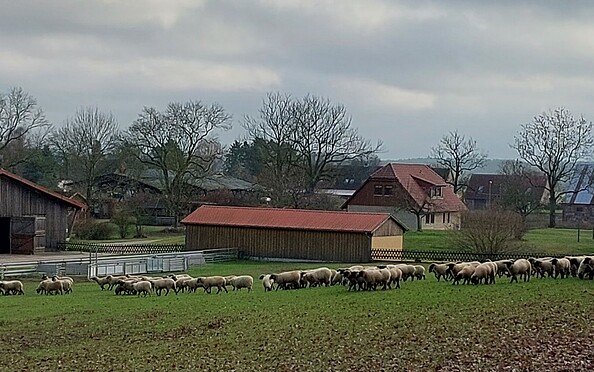 Gut Friedrichsfelde - Lehrschäferei, Foto: Jens Kath, Lizenz: Jens Kath