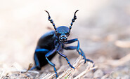 Schwarzblauer Ölkäfer, Foto: Farina Graßmann, Lizenz: Farina Graßmann
