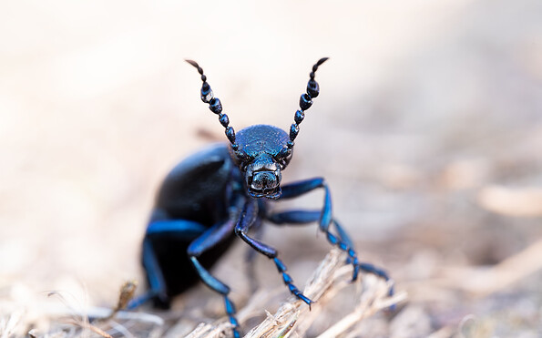 Schwarzblauer Ölkäfer, Foto: Farina Graßmann, Lizenz: Farina Graßmann