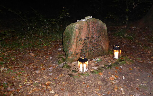 Brandfichte, Foto: Bernd Müller, Lizenz: NaturFreunde Oberbarnim e.V.