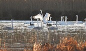 Singschwäne im Morgenlicht, Foto: Ricarda Rath, Lizenz: Naturwacht Brandenburg