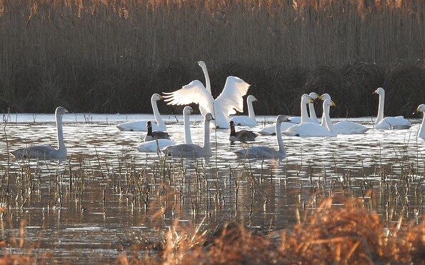 Singschwäne im Morgenlicht, Foto: Ricarda Rath, Lizenz: Naturwacht Brandenburg