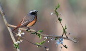 Seit 15 Jahren nimmt der Bestand des Gartenrotschwanzes wieder zu., Foto: Franz Oktavio, Lizenz: Naturwacht Brandenburg