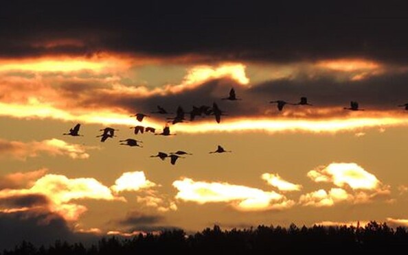 Kranichzug am Schlafplatz, Foto: Ricarda Rath, Lizenz: Naturwacht Brandenburg