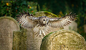 Waldkauz, Foto: https://www.sielmann-stiftung.de/event/tatort-natur-halloween-in-der-doeberitzer-heide